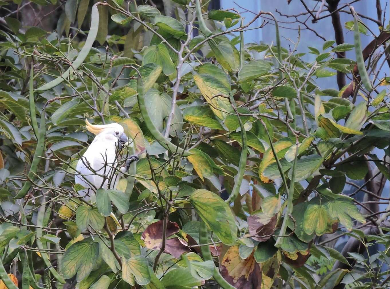 Image of Lesser Sulphur-crested Cockatoo