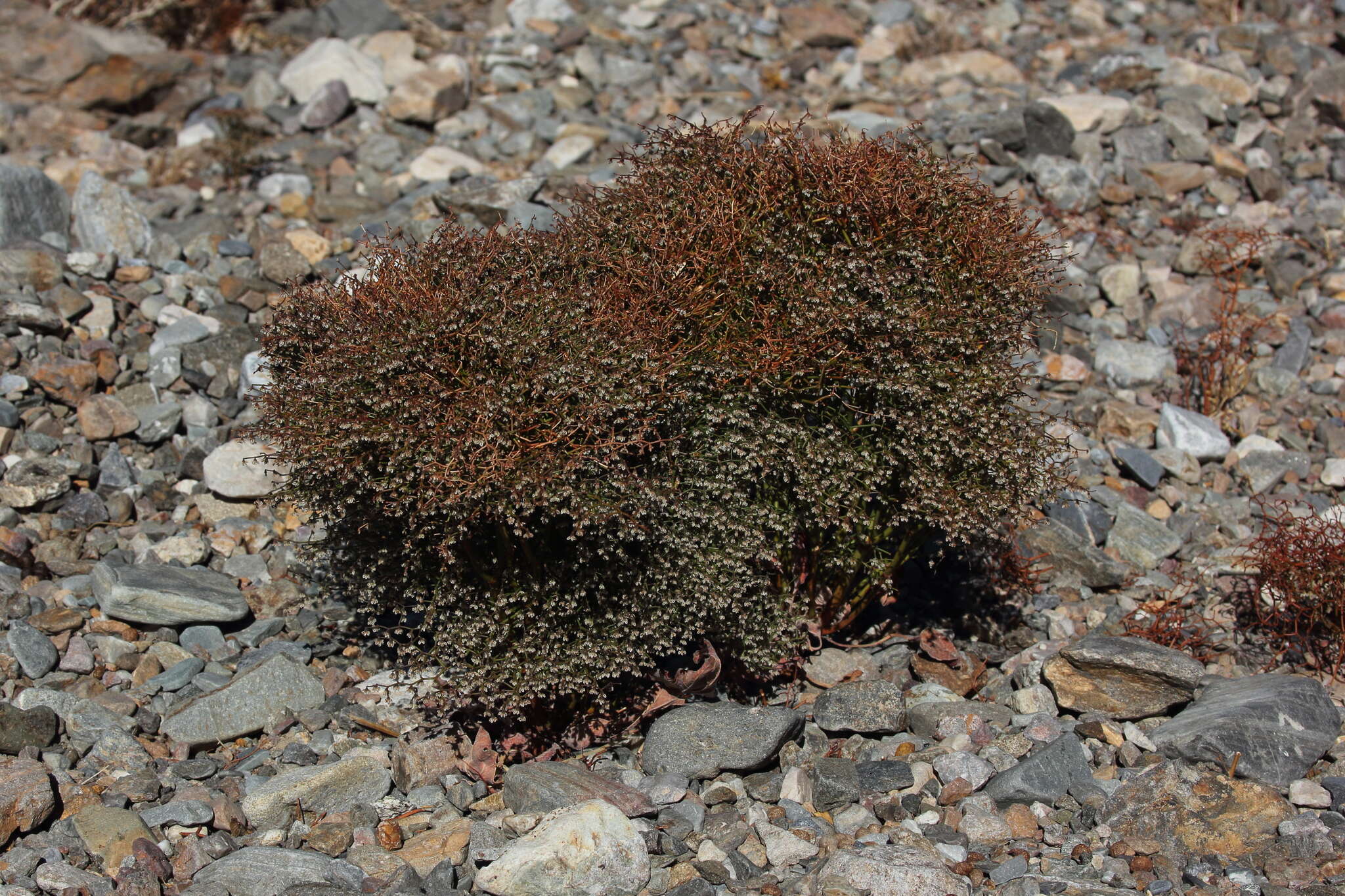 Image of pagoda buckwheat