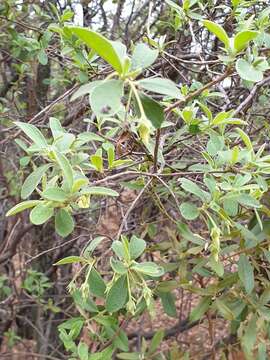 Sivun Diospyros lycioides subsp. guerkei (Kuntze) De Winter kuva