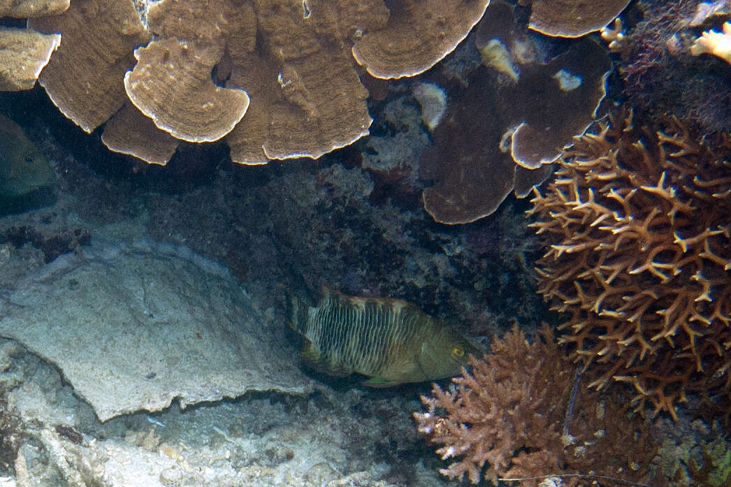 Image of Thin Birdsnest Coral