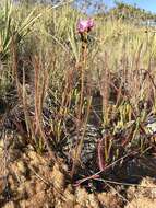 Image of Drosera graminifolia St. Hil.