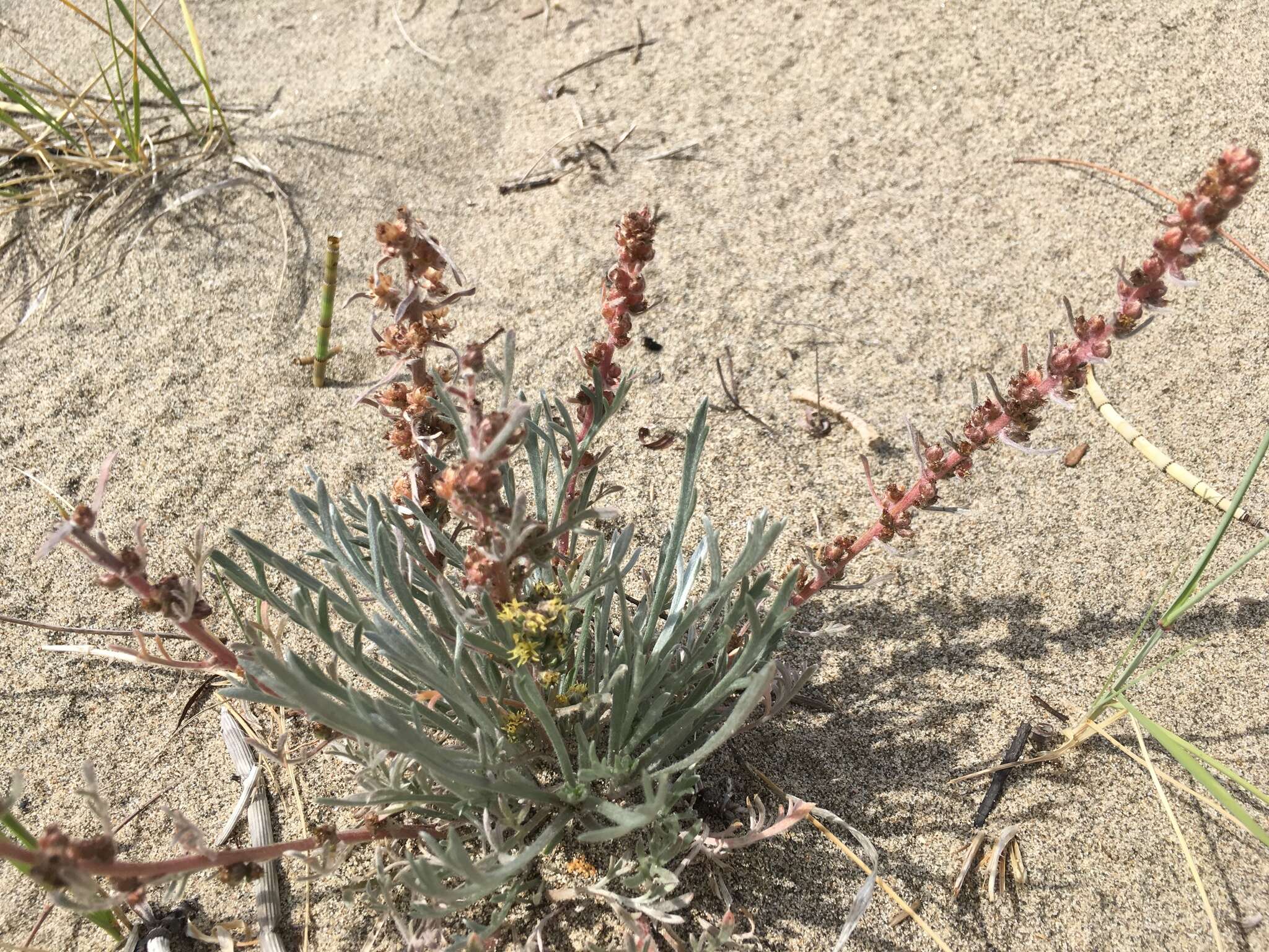 Imagem de Artemisia campestris subsp. borealis (Pall.) H. M. Hall & Clem.