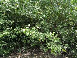 Image of White Mangroves