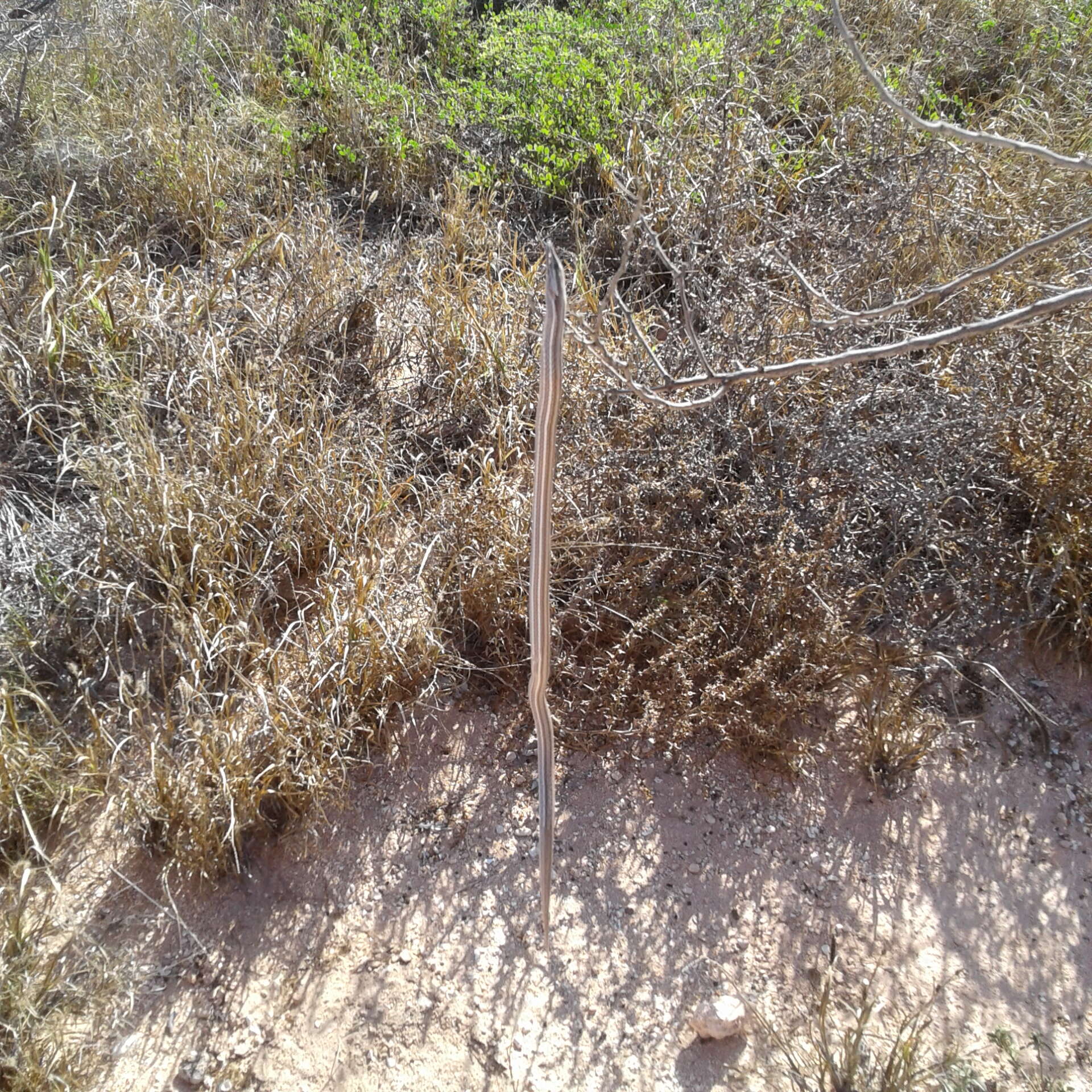 Image of Burton's Legless Lizard