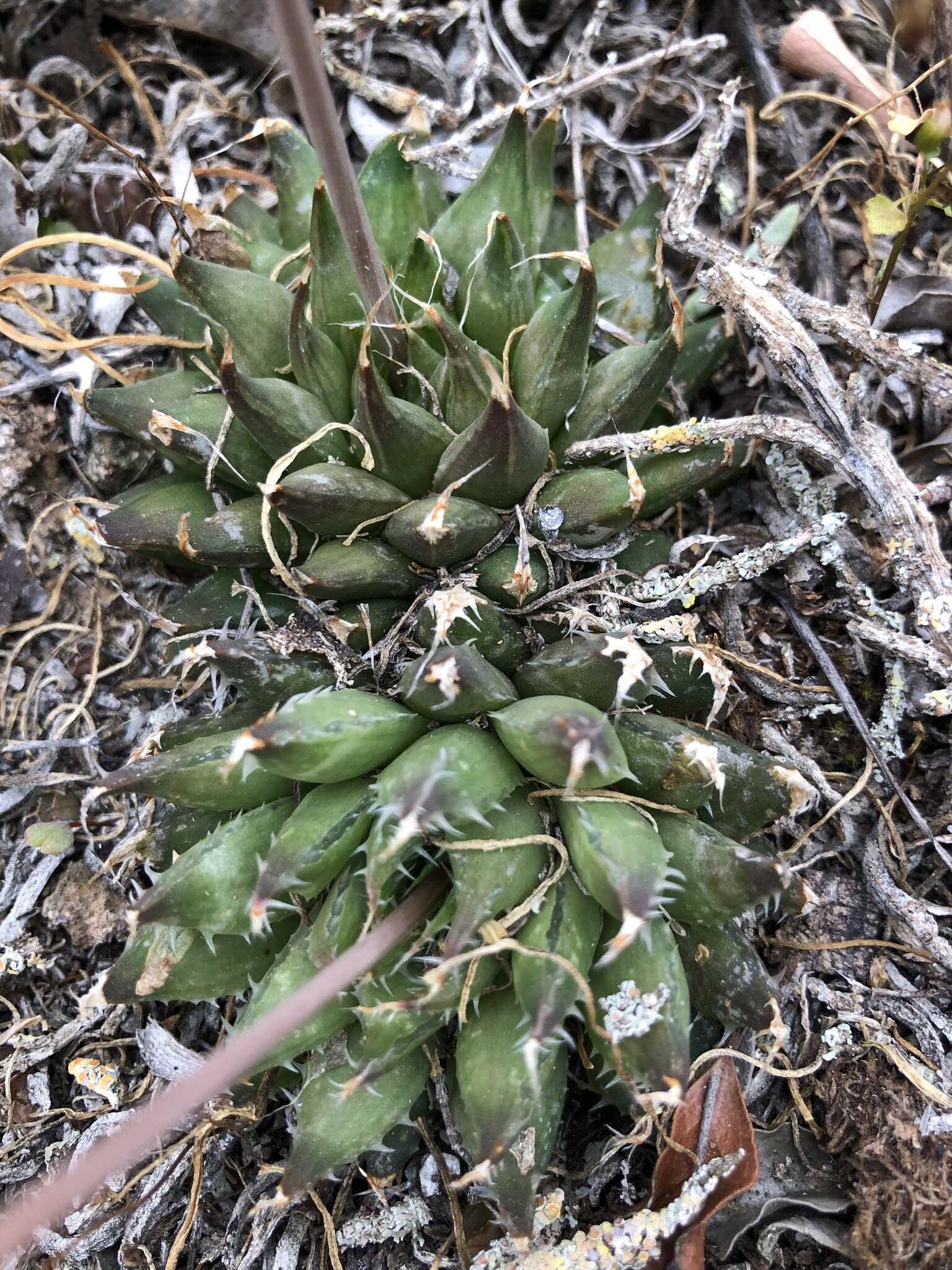 Слика од Haworthia arachnoidea var. nigricans (Haw.) M. B. Bayer