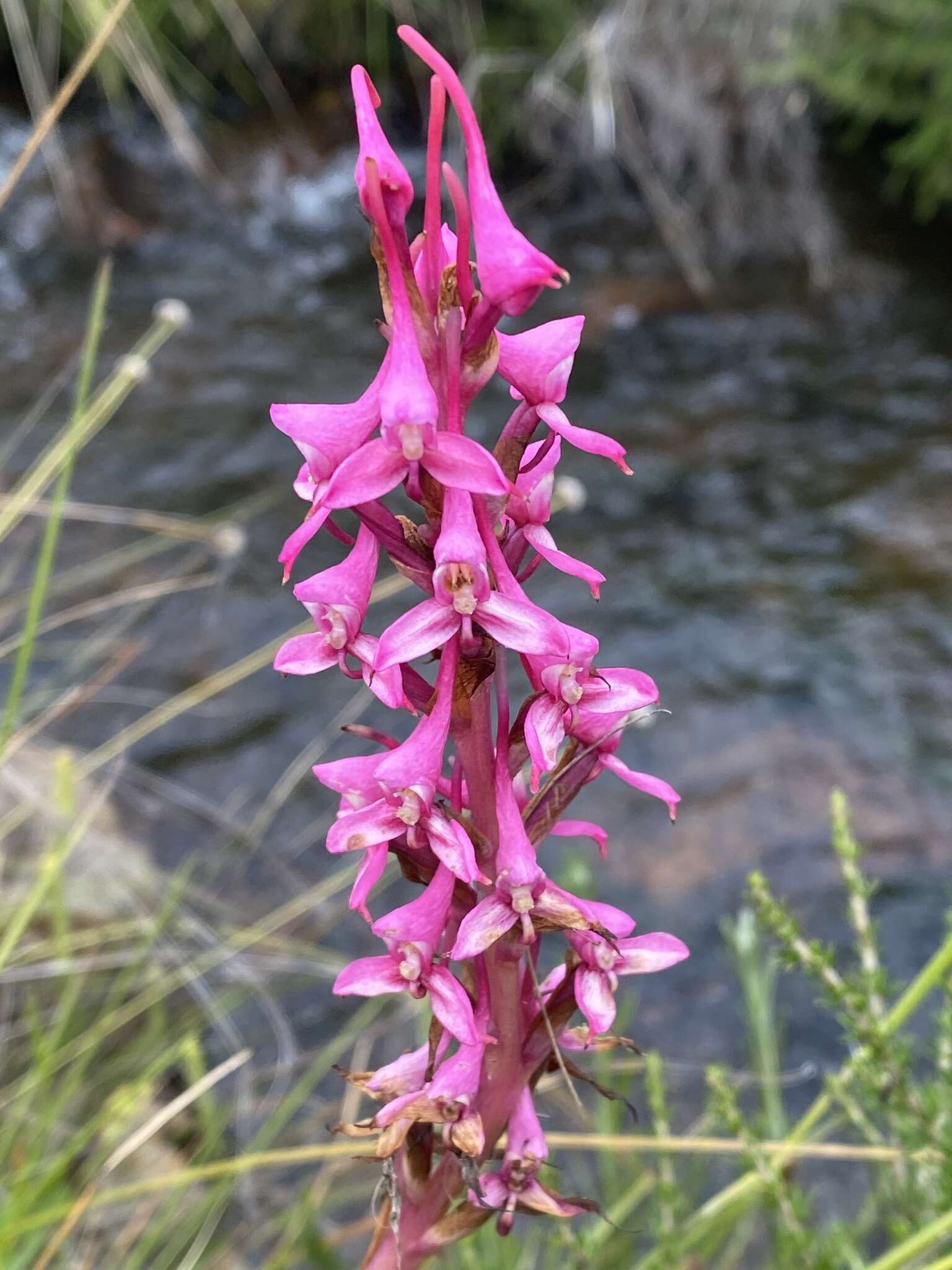 Image de Disa rhodantha Schltr.