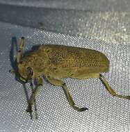 Image of Poplar Long-Horned Beetle