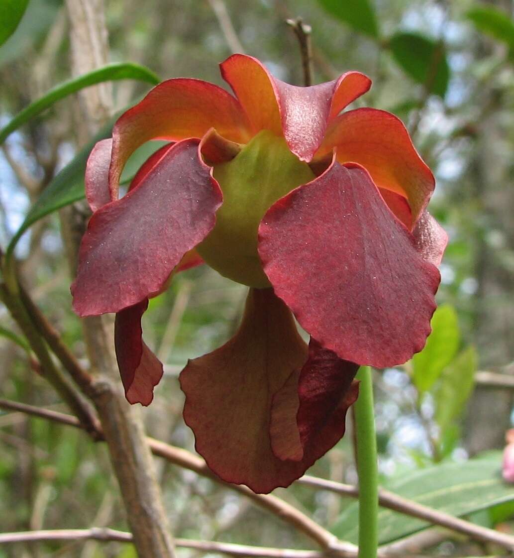 Image of purple pitcherplant