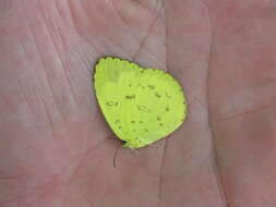 Image de Eurema blanda (Boisduval 1836)