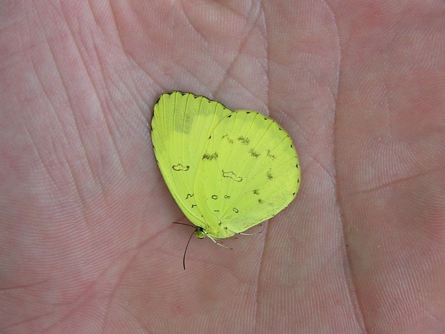 Image de Eurema blanda (Boisduval 1836)