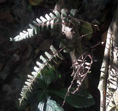 Image of tailed maidenhair