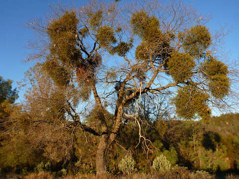 Image of Christmas mistletoe