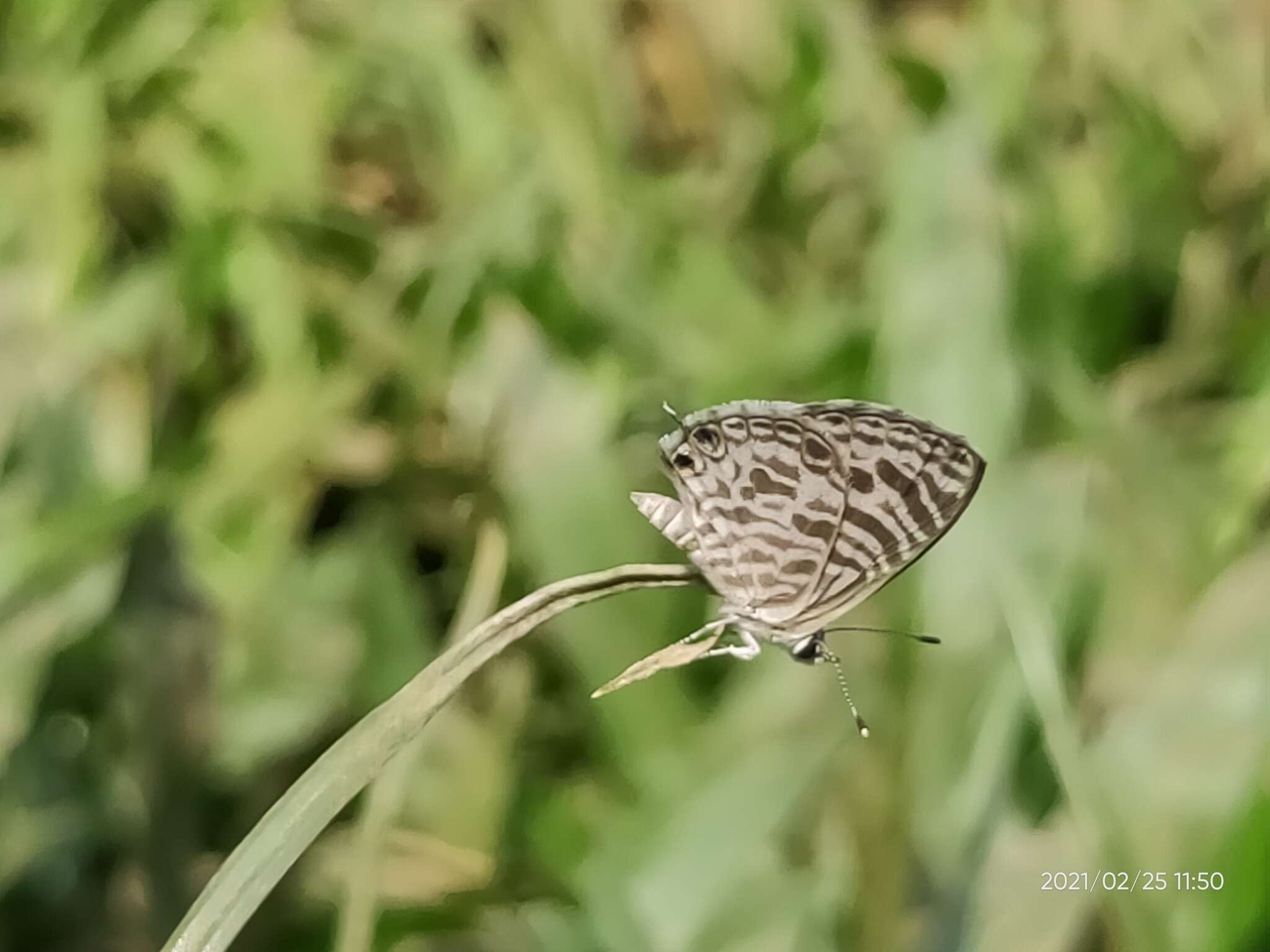 Image of Leptotes plinius