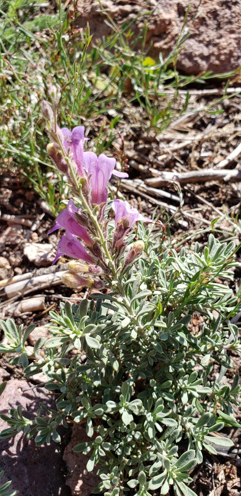 Image of mat penstemon