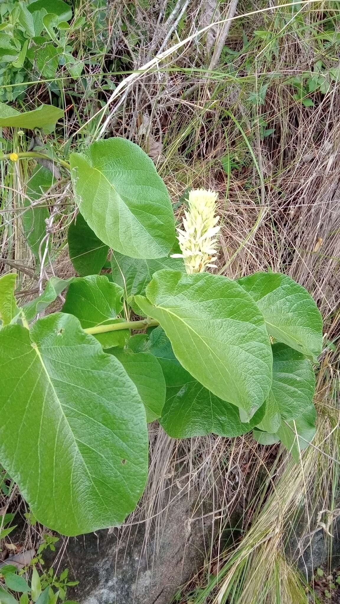 Image of Mandevilla pentlandiana (A. DC.) R. E. Woodson