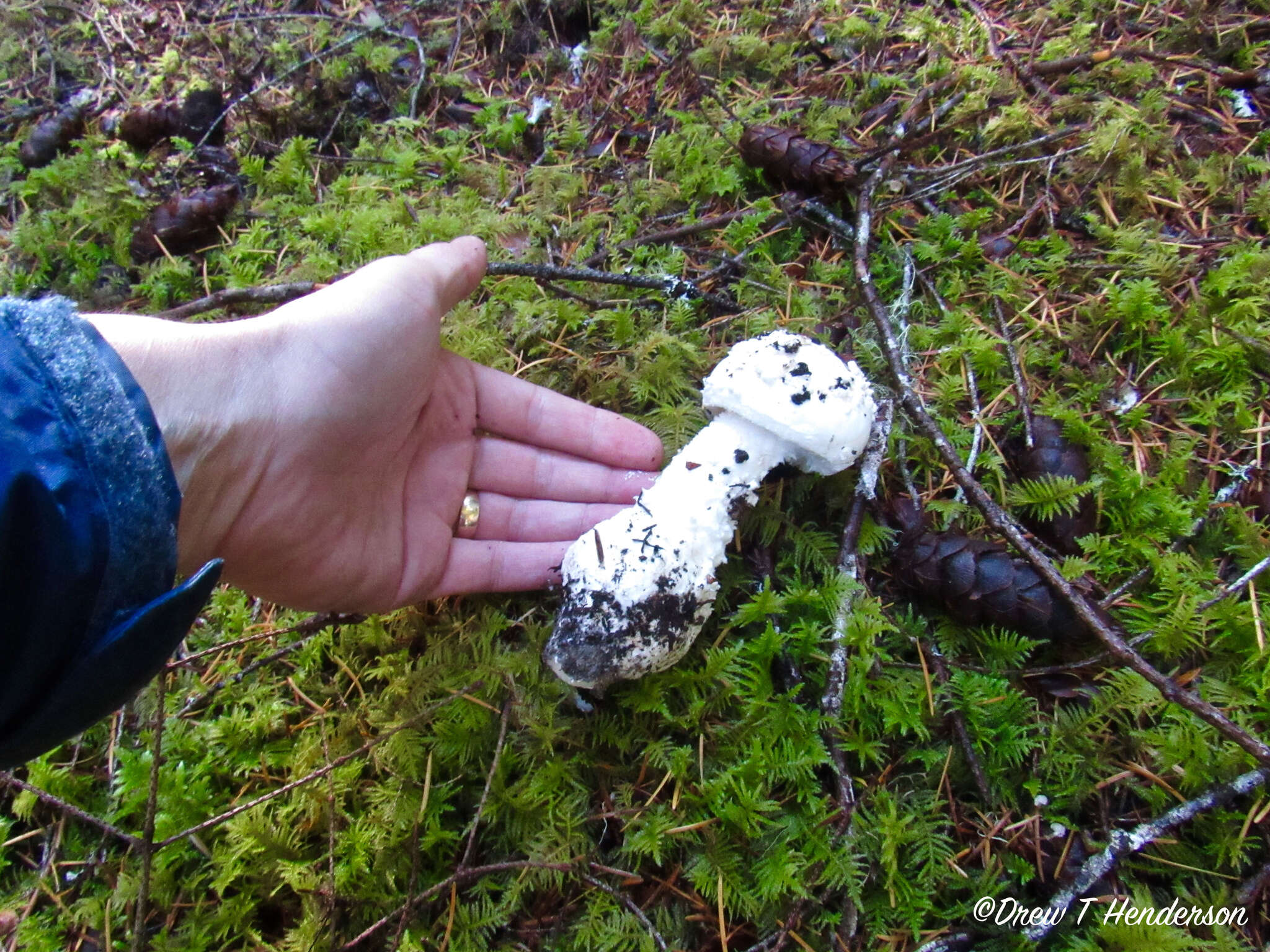 Image of Amanita silvicola Kauffman 1926