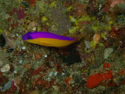 Image de Pictichromis diadema (Lubbock & Randall 1978)