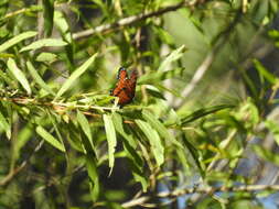 Imagem de Limenitis archippus obsoleta Edwards