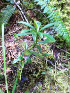 Image of pipsissewa