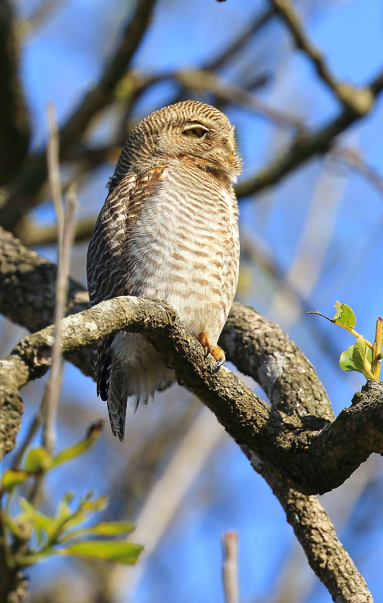 Imagem de Glaucidium radiatum (Tickell 1833)