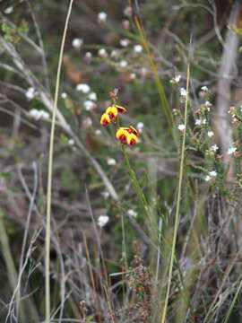 Daviesia gracilis Crisp resmi