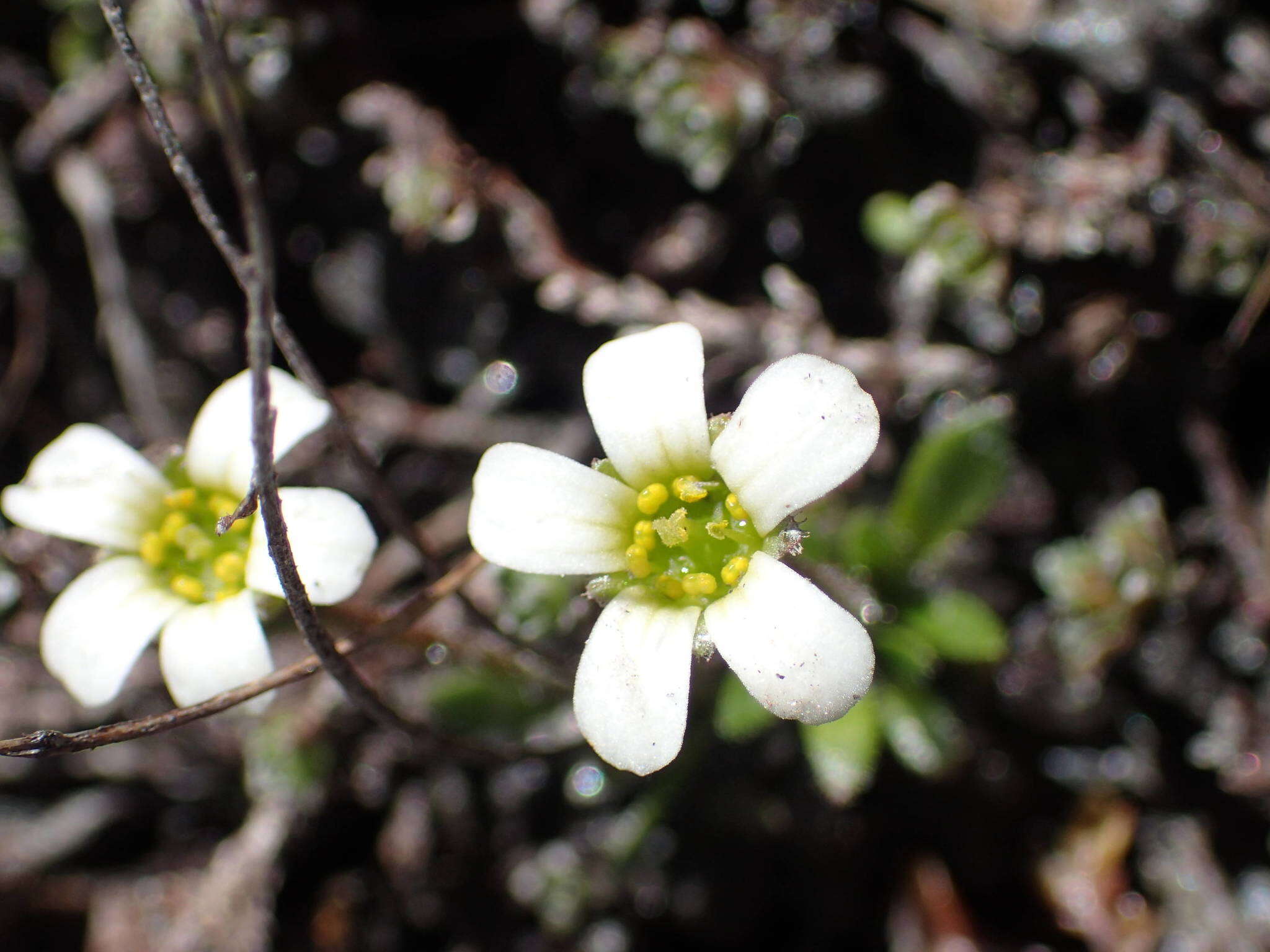 Image of scree saxifrage