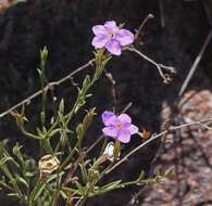 Image of Leptoglossis linifolia (Miers) Benth. & Hook. fil.