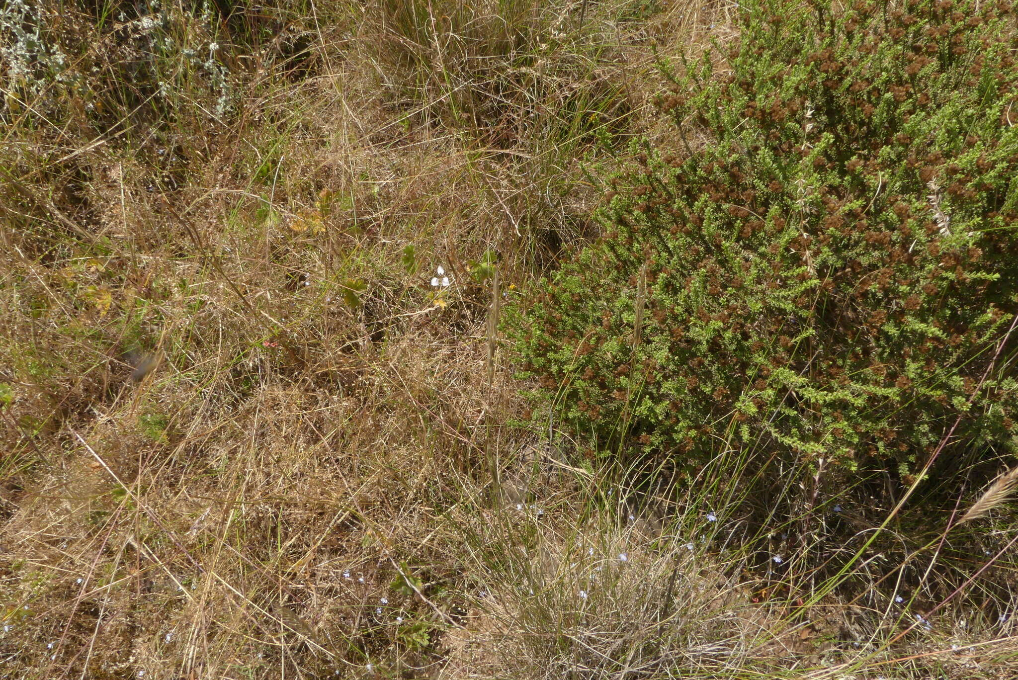 Moraea tricuspidata (L. fil.) G. J. Lewis resmi