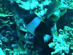 Image of Black Pyramid Butterflyfish