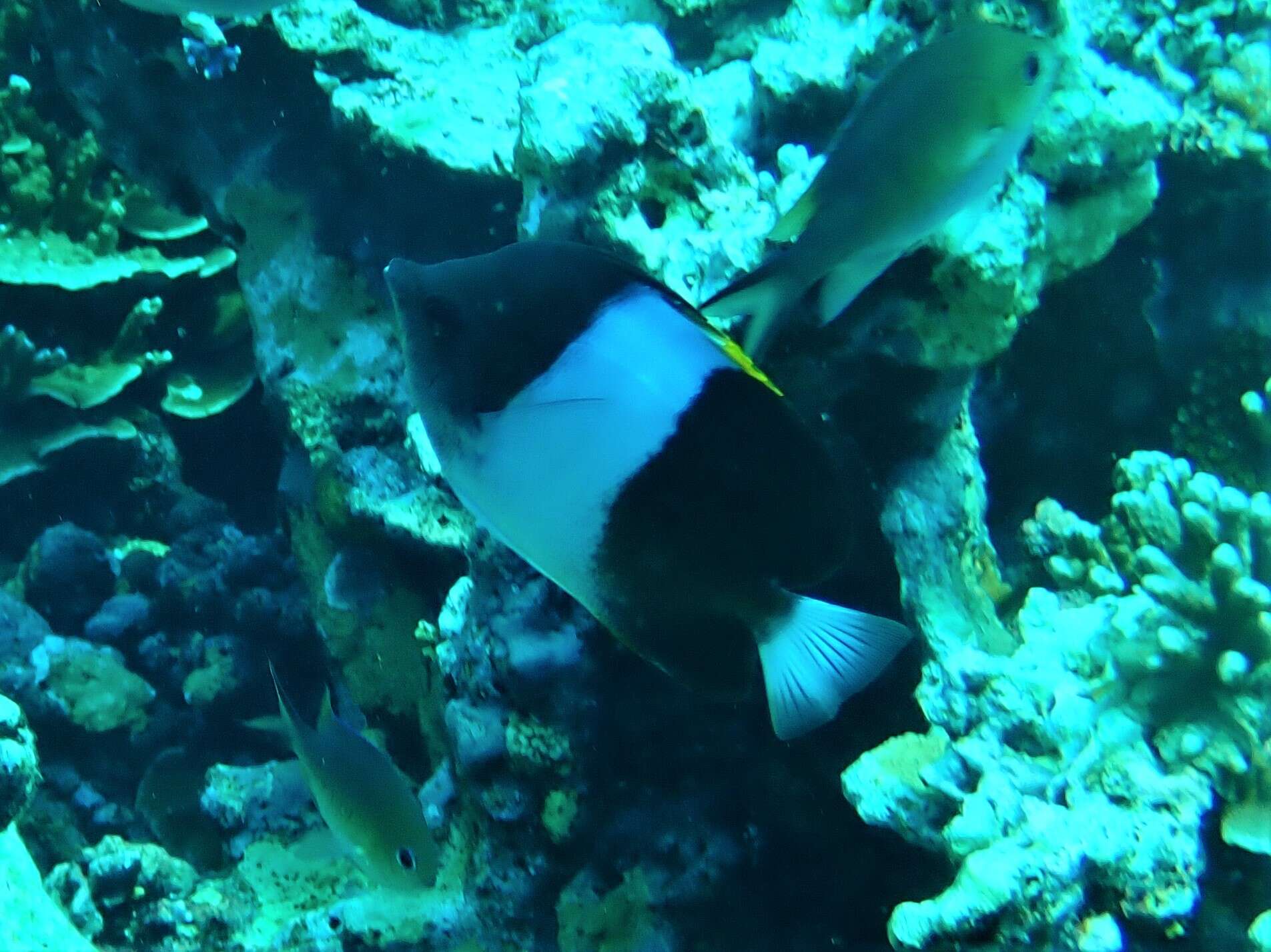 Image of Black Pyramid Butterflyfish