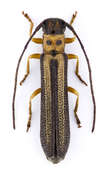 Image of Oberea tripunctata (Swederus 1787)