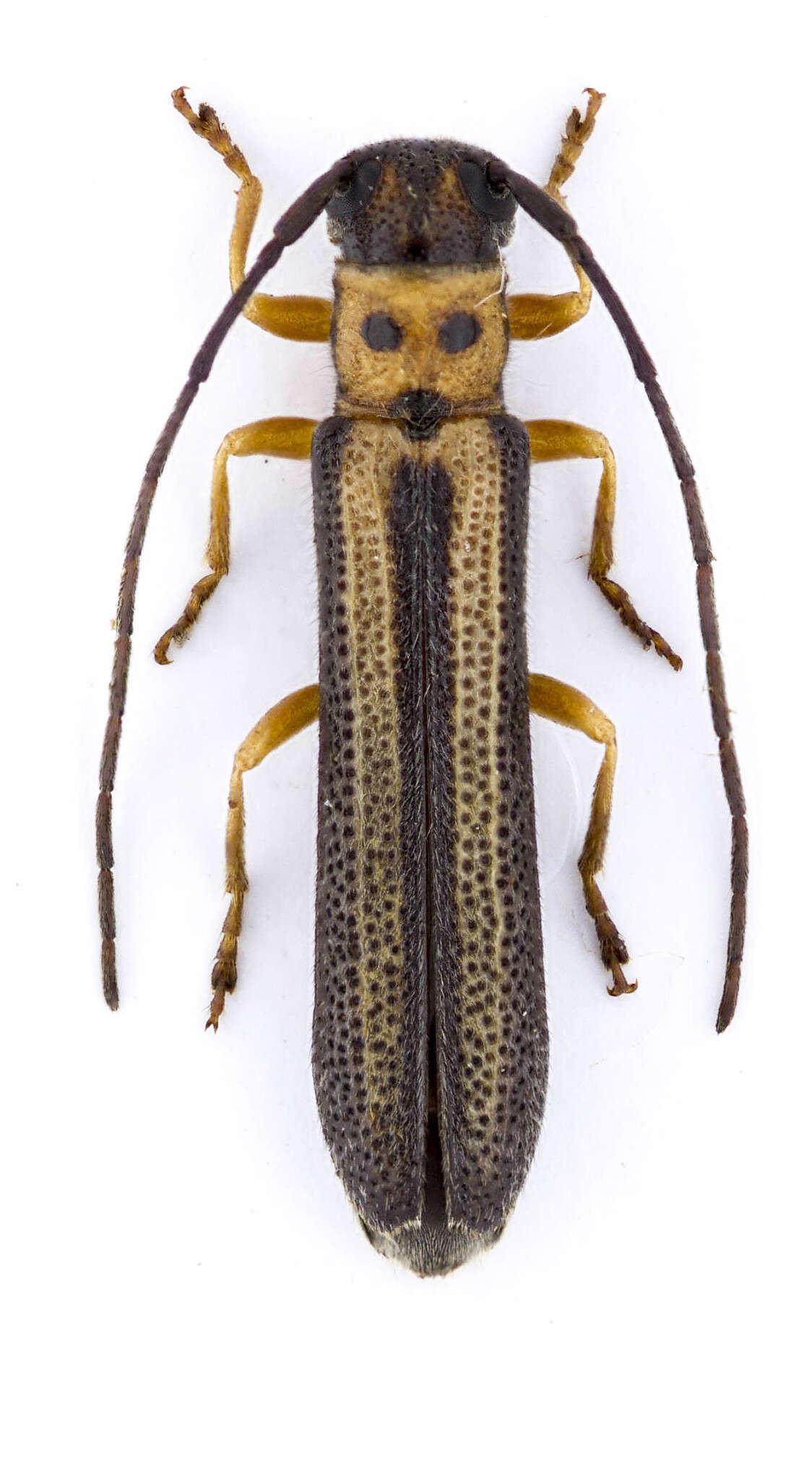 Image of Oberea tripunctata (Swederus 1787)