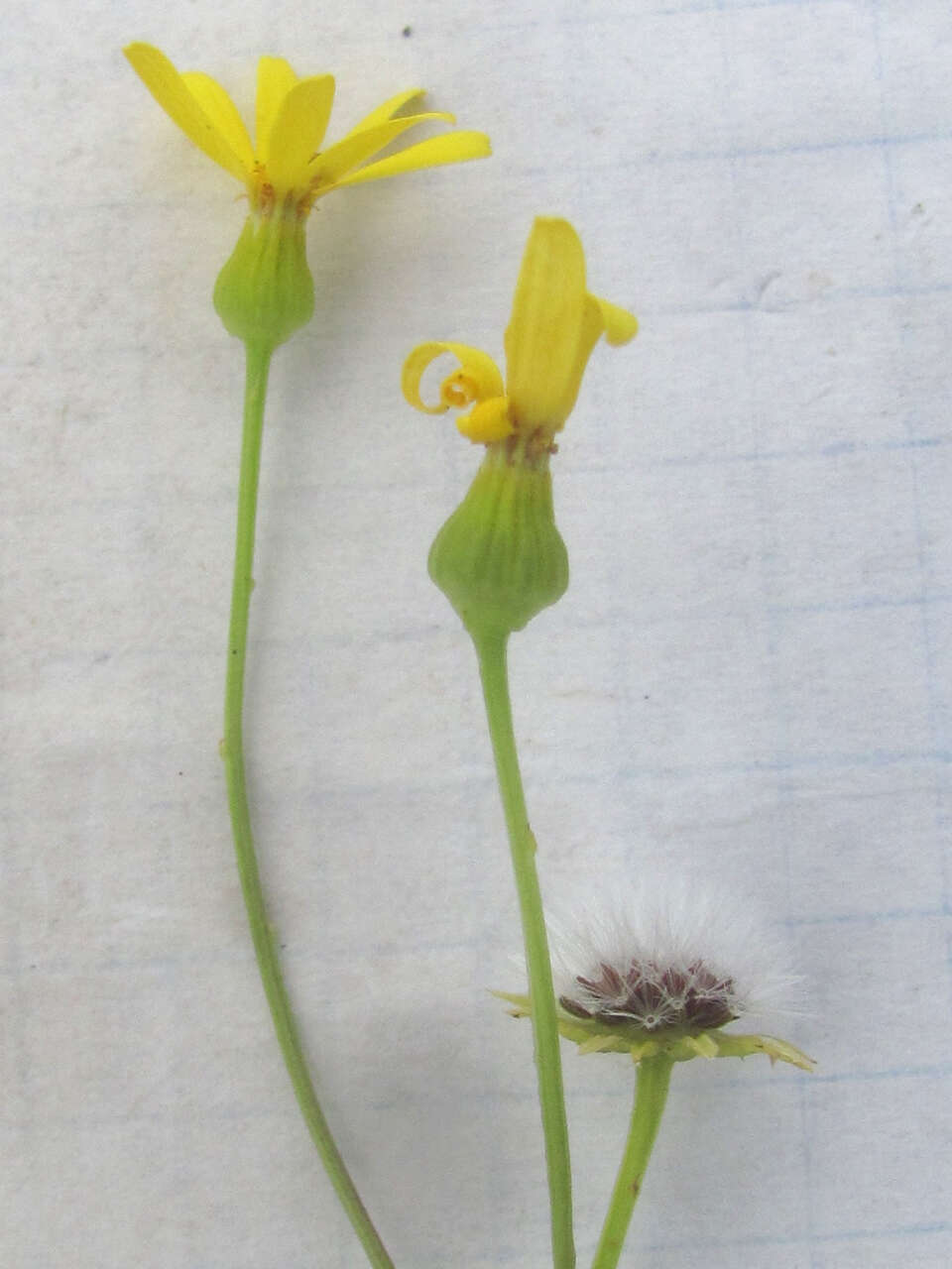 Image of Great Plains Groundsel