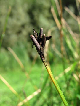 Plancia ëd Claviceps nigricans Tul. 1853