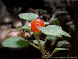 Image of Nertera dichondrifolia (A. Cunn.) Hook. fil.