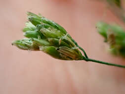 Image of Tall Manna Grass