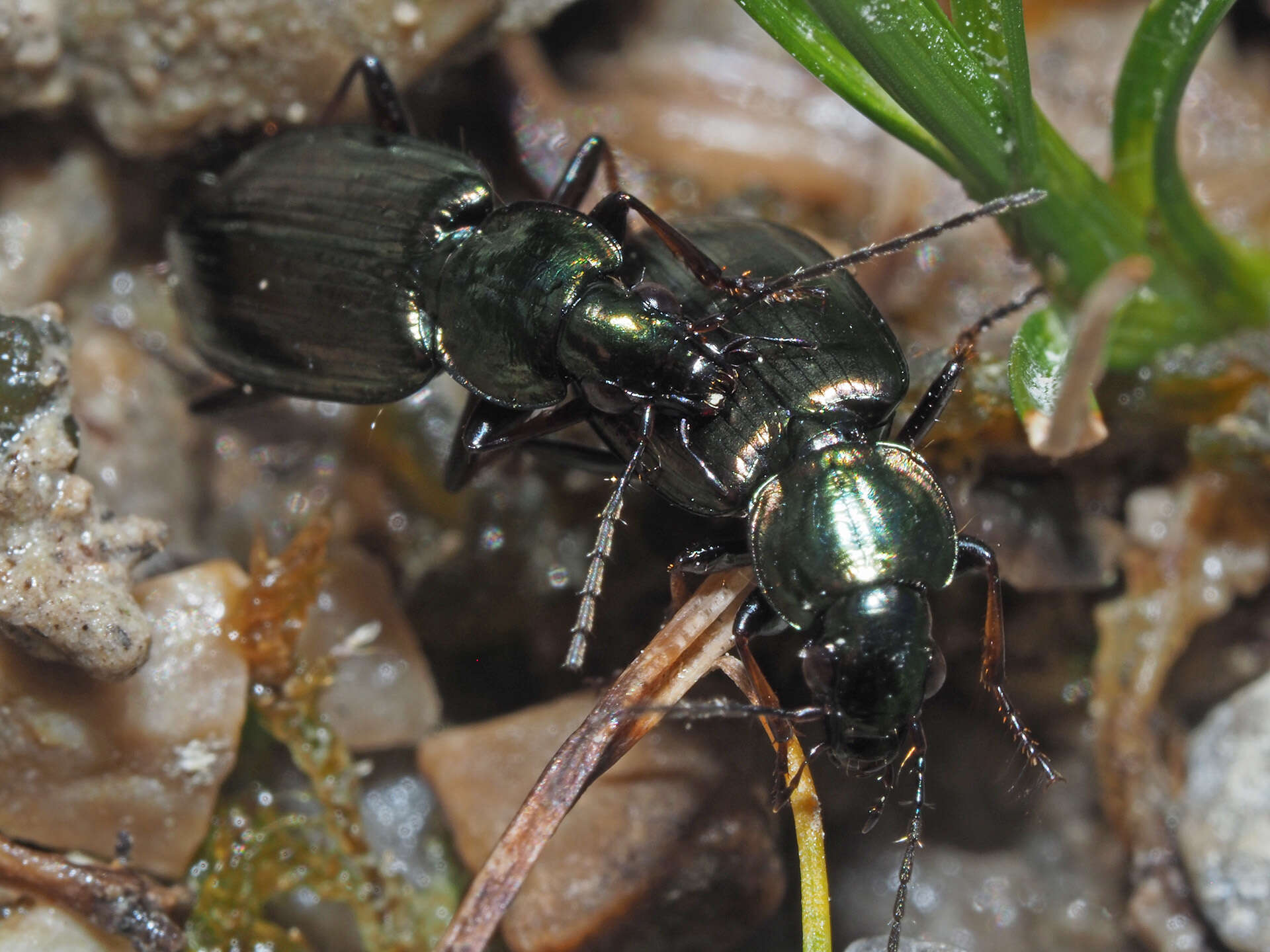 Agonum (Agonum) muelleri (Herbst 1784)的圖片