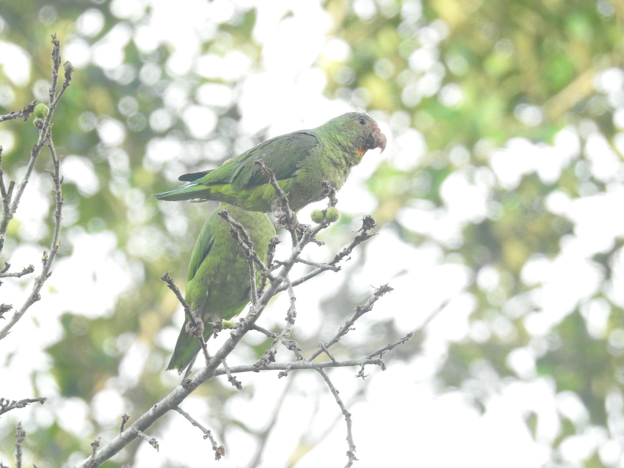 Image of Cobalt-winged Parakeet