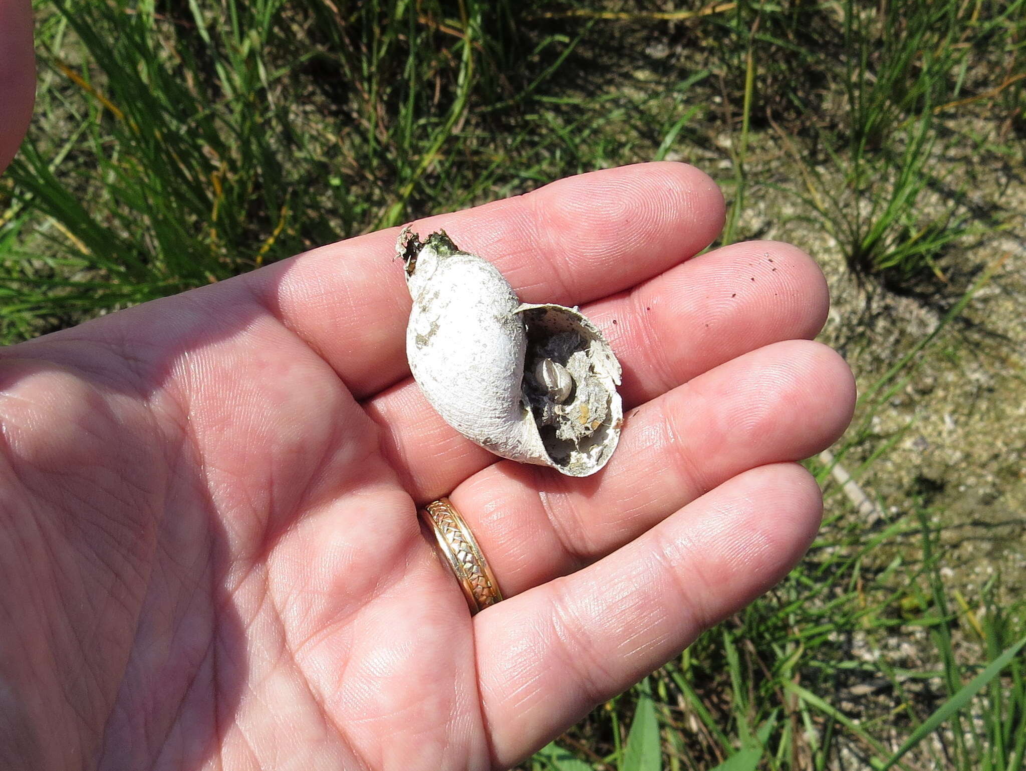 Image of Great Pond Snail