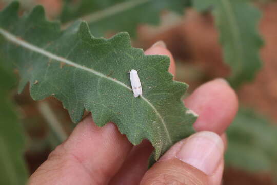 Image of Anoncia leucoritis Meyrick 1927