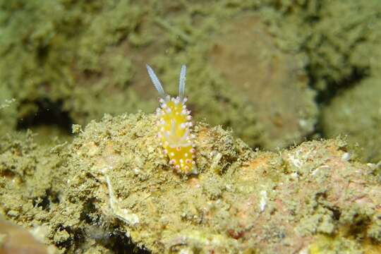 صورة Cadlinella Thiele 1931