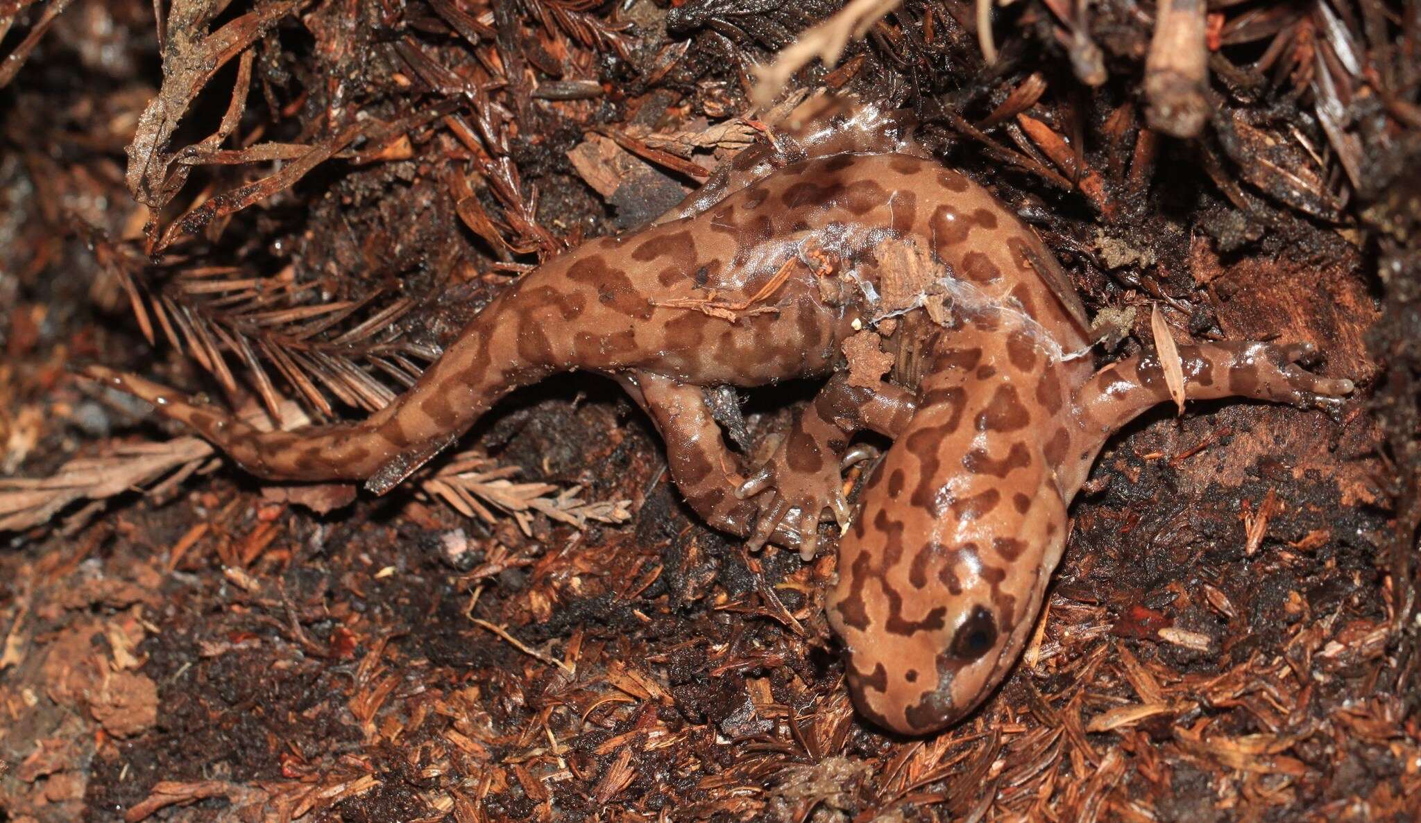 Image of California Giant Salamander