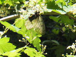 Plancia ëd Parnassius glacialis Butler 1866