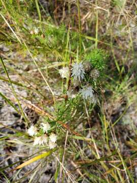 Dalea pinnata var. pinnata resmi