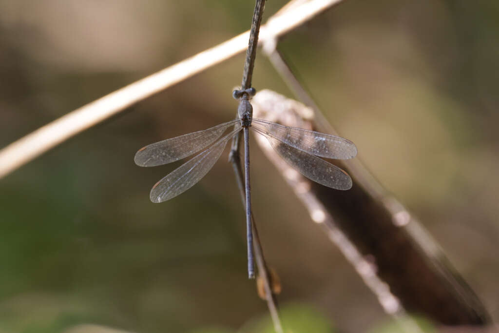 Image of Lestes ochraceus Selys 1862