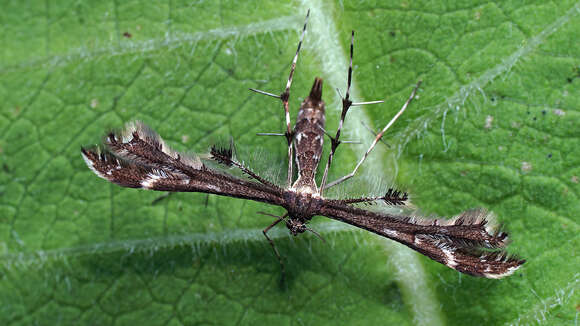 Capperia trichodactyla (Denis & Schiffermüller 1775) resmi