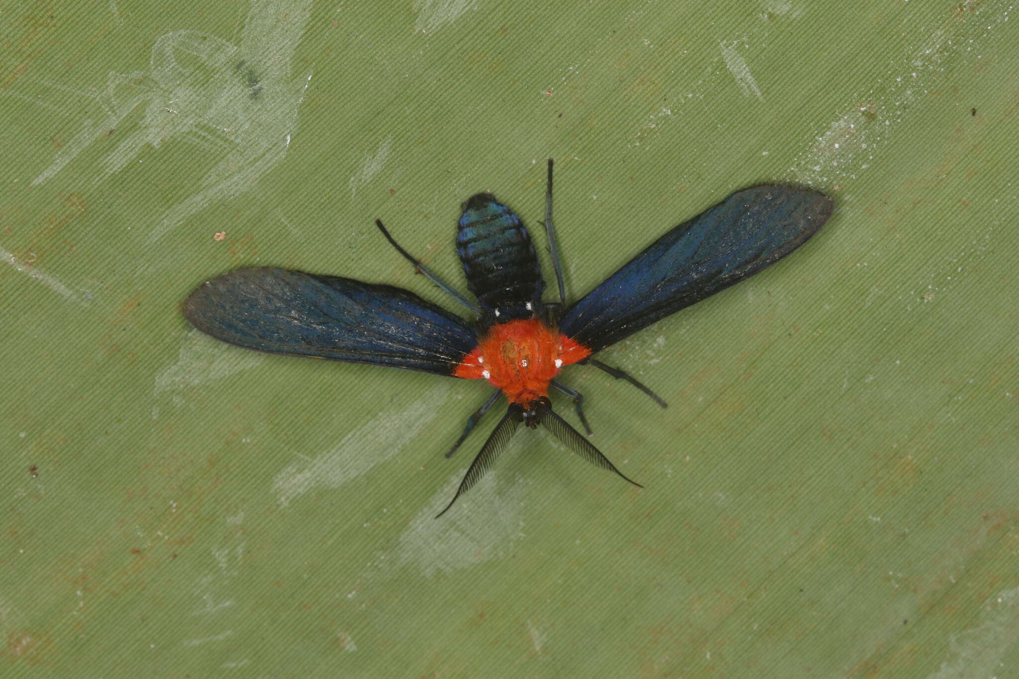 Image of Psoloptera basifulva Schaus 1894