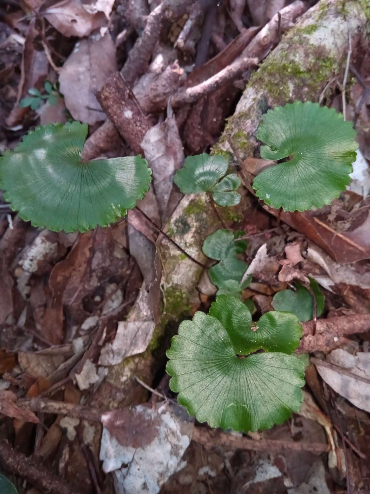 肾叶铁线蕨的圖片