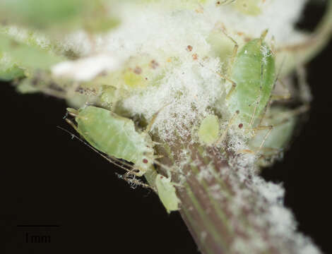 Image of Blackcurrant--Sowthistle Aphid