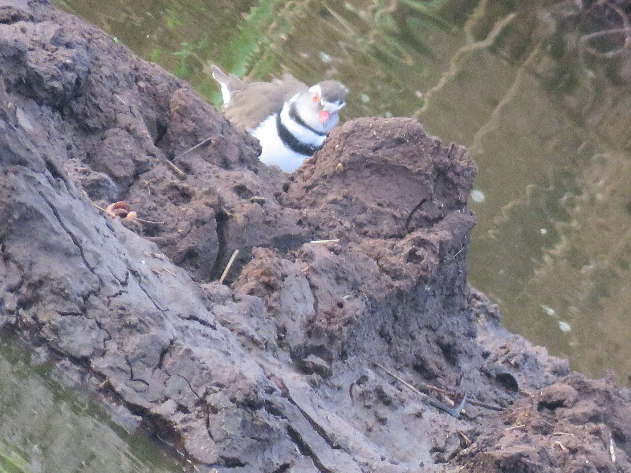 Слика од Charadrius tricollaris tricollaris Vieillot 1818